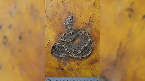 tam-47-milyon-yillik-bilim-insanlarindan-inanilmaz-kesif-dunya-tarihinin-en-eski-piton-yilaninin-kalintilari-1608133544920.jpeg Tam 47 milyon yıllık! Bilim insanlarından inanılmaz keşif! Dünya tarihinin en eski piton yılanının kalıntıları...-2