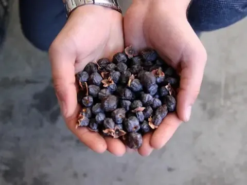 yiyen-turp-gibi-oluyor-sadece-karanlik-odalarda-saklaniyor-1730988447137.jpeg (Takvim Foto Arşiv)