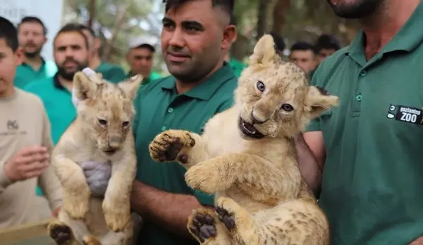 sudanli-mevkidasi-hediye-etmisti-baskan-erdoganin-aslani-dorduz-dogurdu-1685463641589.jpeg Sudanlı mevkidaşı hediye etmişti: Başkan Erdoğan’ın aslanı dördüz doğurdu!-5