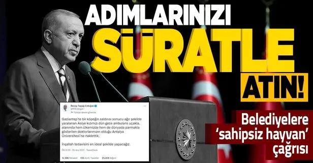 Başkan Recep Tayyip Erdoğan’dan belediyelere ’sahipsiz hayvan’ çağrısı: Adımları süratle atın
