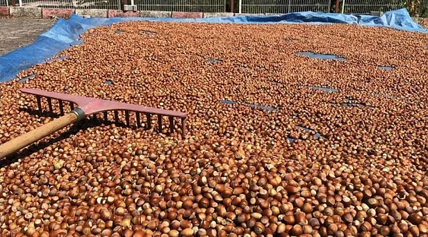 Fındık fiyatları Fiskobirlik, 24 Mart Çarşamba, Ordu, Giresun, Ünye fındık borsalarında fındık kaç lira?-5