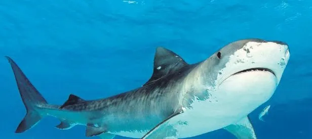 Marmara’ya Jaws akını!