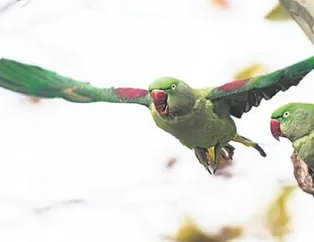 Papağan istilası!