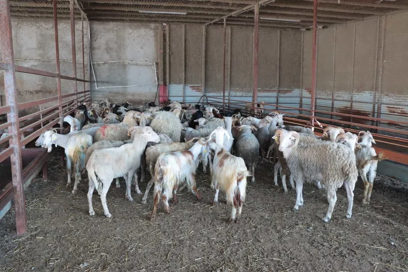 2024-kurbanlik-fiyatlari-1-ton-dana-kac-bin-tl-1-koyun-kac-bin-tl-oldu-kucukbas-ve-buyukbas-fiyat-listesi-1713969414915.jpeg 2024 kurbanlık fiyatları: 1 ton dana kaç bin TL? 1 koyun kaç bin TL oldu? Küçükbaş ve büyükbaş fiyat listesi!-4