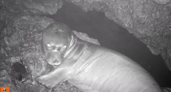 dunyada-sayisi-700e-turkiyede-100e-kadar-dusen-akdeniz-foklari-mersinde-goruntulendi-1624692932607.jpg Dünyada sayısı 700'e Türkiye'de 100'e kadar düşen Akdeniz fokları Mersin'de görüntülendi-7