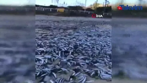 Şili’de binlerce ölü balık sahile vurdu