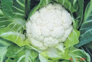 Katarakta karnabahar