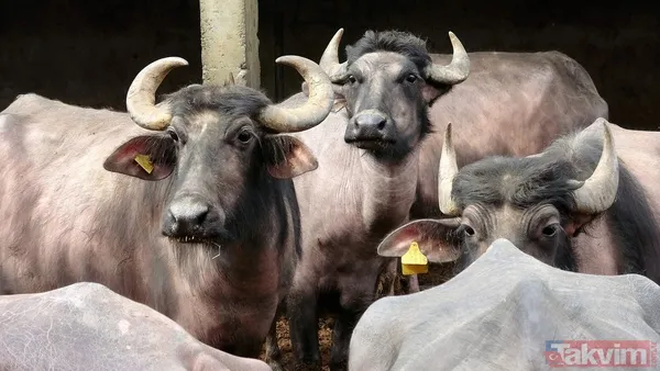 Başkan Erdoğan manda yoğurdunu tavsiye etti! Tokat manda yoğurdu üretiminde önde gelen şehirlerden - 6