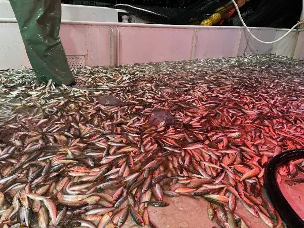 balik-avi-yasagi-kalkti-mi-balik-av-sezonu-basladi-mi-ne-zaman-sona-erecek-2021-1630474432539.jpg Balık avı yasağı kalktı mı? Balık av sezonu başladı mı, ne zaman sona erecek 2021?-2