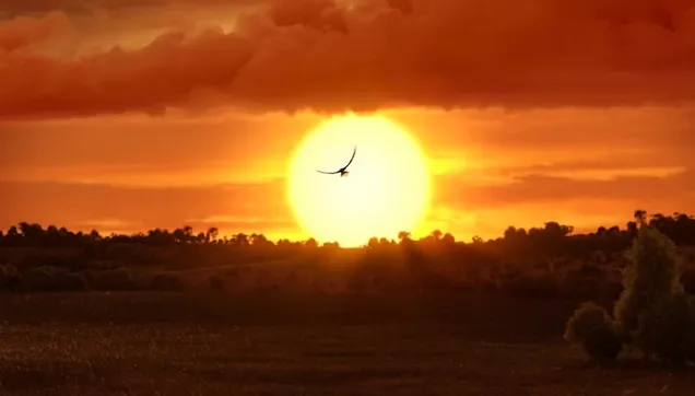 Anka Kusu Nedir Zumrudu Anka Kusu Efsanesi Neyi Anlatir Takvim