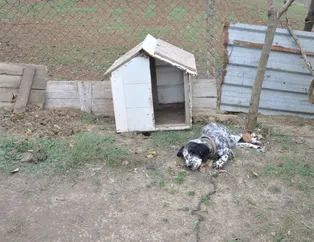Önce köpekleri zehirlediler sonra da...