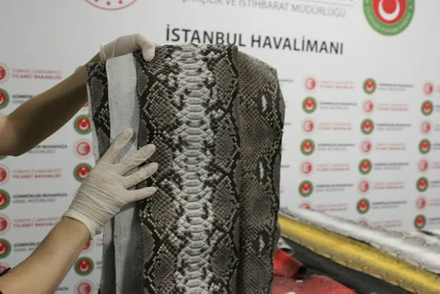 Hepsi İstanbul Havalimanı'nda yakalandı! Tam 355 metrelik yılan...-2