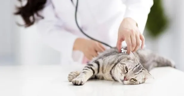 Belçika’da bir kediye koronavirüs bulaştı! Koronavirüs evcil hayvandan geçer mi?