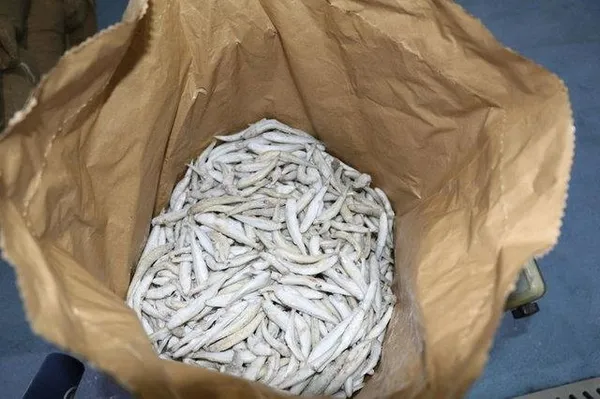 Türkiye’de rağbet görmeyen gümüş balığı Avrupa’da yok satıyor-12