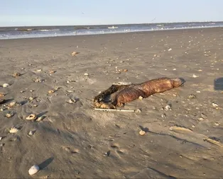 Kasırga sonrası karaya vuran yaratık korkuttu!