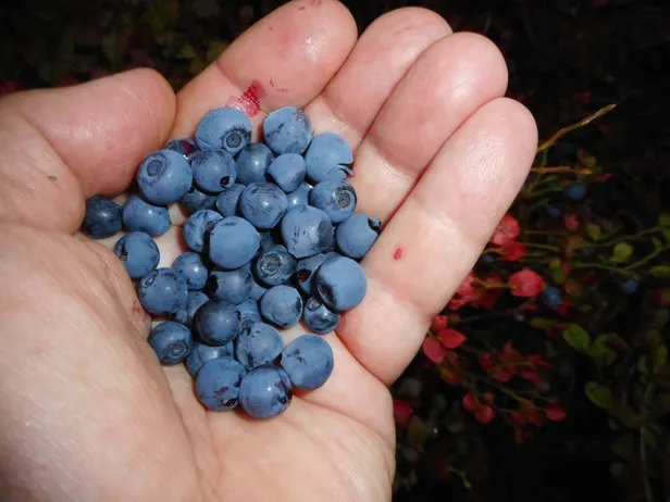 10-yas-genclestiren-sir-abdli-doktor-acikladi-uyandiktan-sonra-20-dakika-yapmak-yetiyor-1702885730534.jpg Uyandıktan sonra 20 dakika yapmak yetiyor! 10 yaş gençleştiren sır ABD'li doktor açıkladı!-3