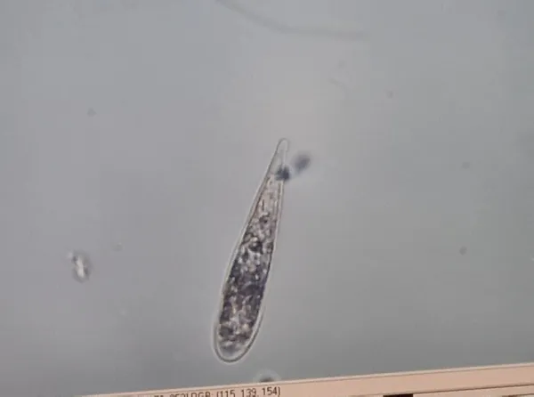 musilaj-neden-olur-istanbul-universitesi-ilk-incelemesini-tamamladi-carpici-pandemi-etkisi-1623134721764.jpg Müsilaj neden olur? İstanbul Üniversitesi ilk incelemesini tamamladı! Çarpıcı pandemi etkisi-4