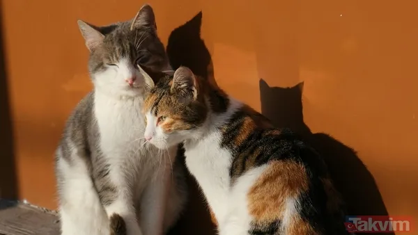 Türkiye sandınız ama değil! 74 milyonla dünyanın en çok kedi besleyen ülkesi açıklandı - 9