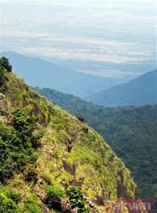 Yılan evcil köpeğe saldırdı! Dehşet dolu anlar... - 44