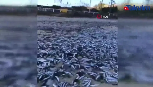 Şili'de binlerce ölü balık sahile vurdu