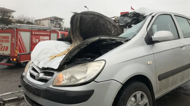 İstanbul’da korkunç kaza: 3 at telef oldu-1