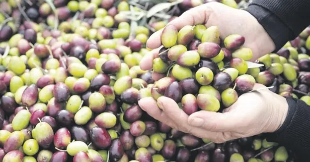 Milas yağlı zeytini AB'de coğrafi işaret tescili aldı