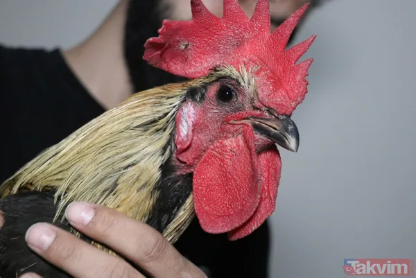 Öterken bayılan Denizli horozu Bahtiyar baba oldu! 10 civcivi var - 2
