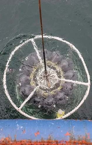Marmara Denizi'nde derin müsilaj incelemesi! Ahtapot cihazı iş başında!