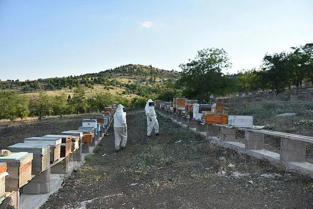 Arının balı da şifa, zehri de şifa: Kilosu 500 bin Türk Lirası!-1