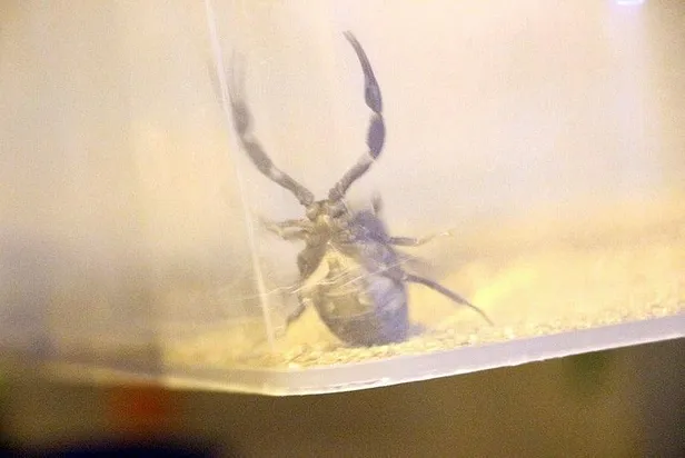 mardinin-kiziltepede-bir-evin-bodrumunda-217-canli-akrep-ele-gecirildi-1573329868996.jpeg Mardin'in Kızıltepe'de bir evin bodrumunda 217 canlı akrep ele geçirildi-3