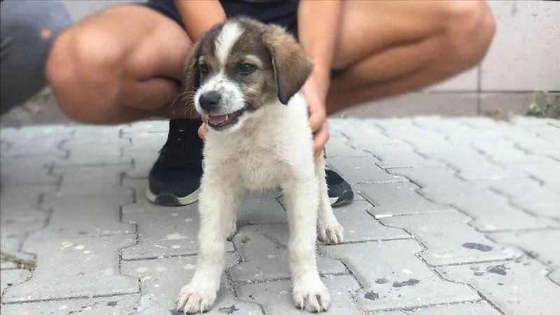 kopekler-gece-neden-havlar-iste-herkesin-merak-ettigi-o-cevap-1726148055800.jpg Köpekler gece neden havlar? İşte herkesin merak ettiği o cevap-2