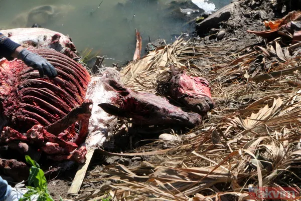 Adana'da iğrenç manzara! Dere yatağında çok sayıda at ve eşek kafası ile kemikler bulundu - 5