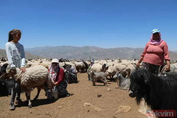 Hakkari'de berivanlar her gün süt sağmak için at sırtında 10 kilometre yolculuk yapıyor - 10