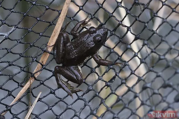 Günlük 900 lira kazanıyorlar! Türkiye'nin birçok ilinden toplanan kurbağalar Avrupa'ya ihraç ediliyor - 28