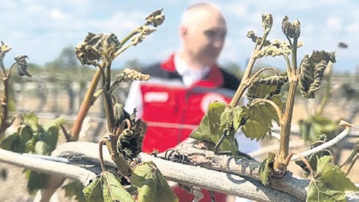 Çiftçiler için faizsiz kredi hazırlığı: Zirai don felaketi ile ilgili araştırma komisyonu kuruldu!