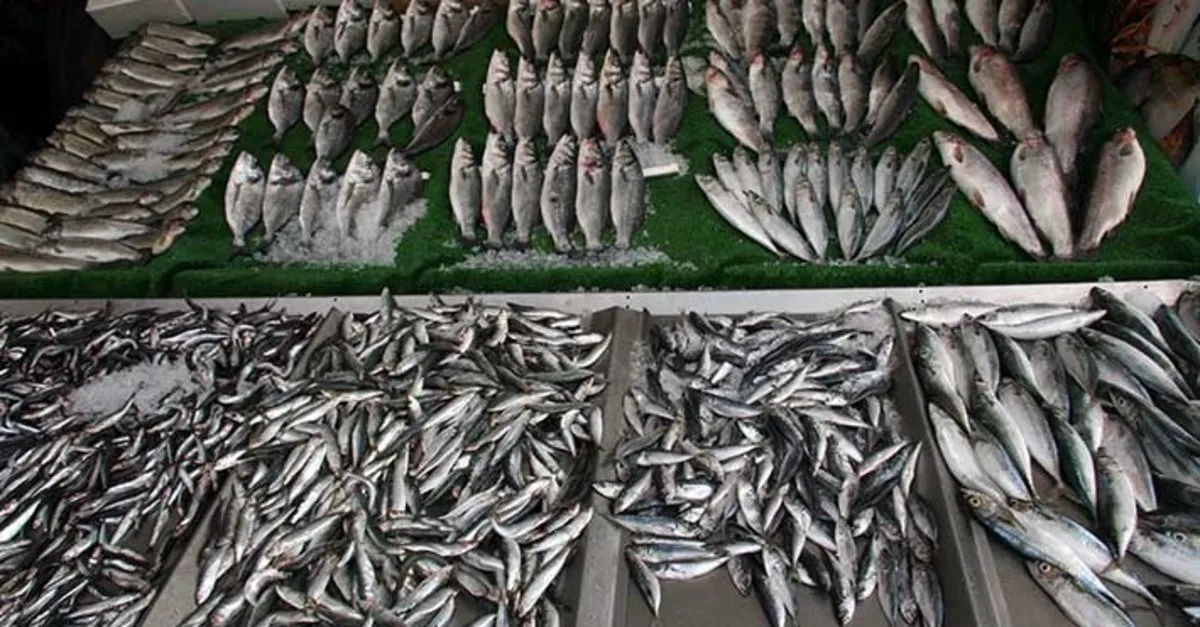 hangi balik ne zaman yenir tekir kefal lufer hamsi cipura mezgit palamut balik turleri ve en lezzetli zamanlari takvim