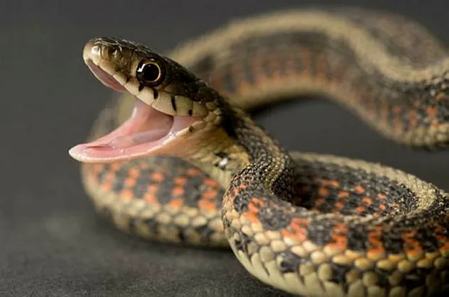 Rüyada yılan öldürmek ne anlama gelir? Rüyada yılanın başını ezdiğini görmek neye işarettir? Rüyada yılan tarafından ısırılmak...