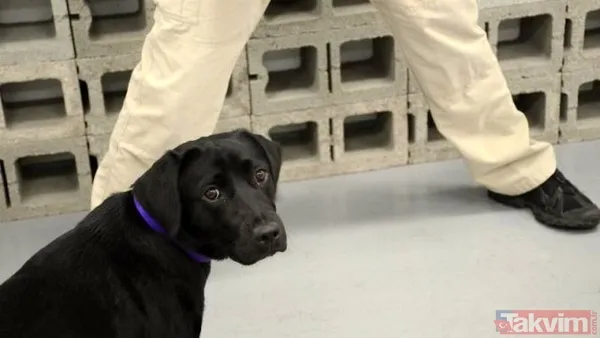 CIA yıllarca onları kullandı, gerçekler gizli belgelerle ifşa oldu! Özel olarak eğitildiler - 6