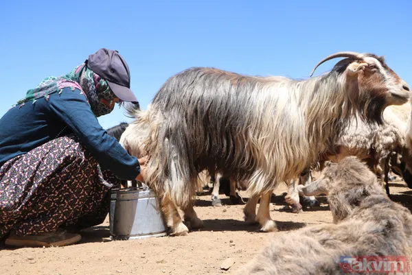 Hakkari'de berivanlar her gün süt sağmak için at sırtında 10 kilometre yolculuk yapıyor - 13