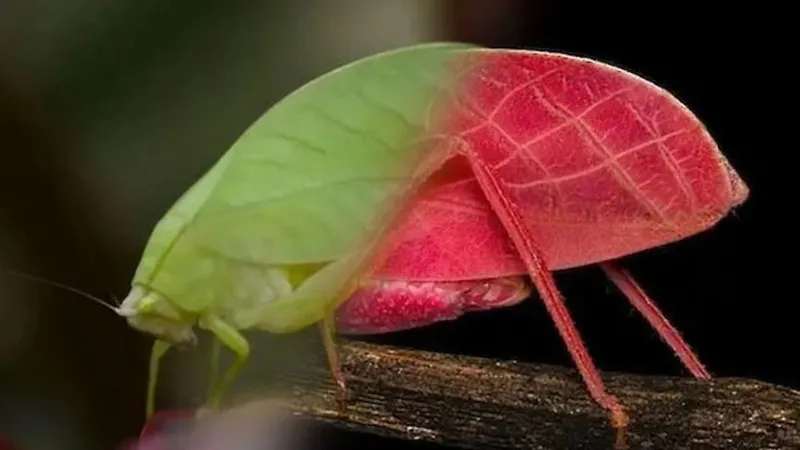 renk-degistirerek-hayatta-kaliyor-kamuflaj-ustasi-bocek-11-gunde-degisiyor-1775044239510.jpg Renk değiştirerek hayatta kalıyor: Kamuflaj ustası böcek 11 günde değişiyor-3