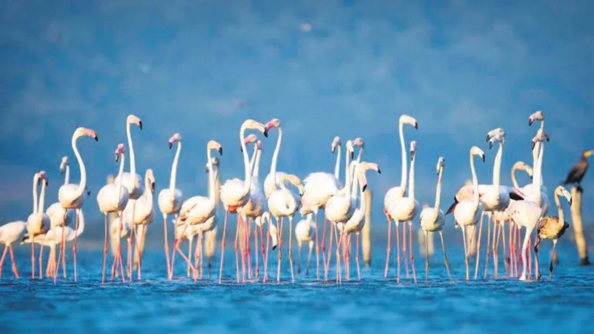 Flamingo avcılığına karşı özel koruma tedbirleri!