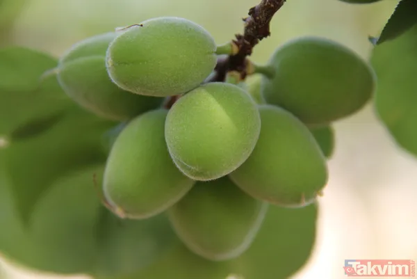 Daha önce yere dökülüyordu! Kayısı çağlasının kilosu 100 TL'den satılıyor - 14