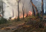 Son dakika: Bursa'da orman yangını (Video)