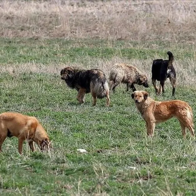 İçişlerinden Halfetideki köpek saldırısına inceleme: Müfettiş görevlendirildi