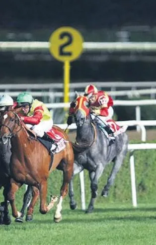 At yarışlarına ‘icar’ modeli