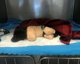 Yavru köpeğin ölümüyle ilgili Cumhurbaşkanlığı harekete geçti