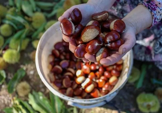 bu-isi-yapmak-her-yigidin-harci-degil-600-tlye-kadar-yevmiyesi-var-gunde-en-az-250-tl-verilecek-1635157759221.jpg Bu işi yapmak her yiğidin harcı değil! 600 TL'ye kadar yevmiyesi var! Günde en az 250 TL verilecek-4