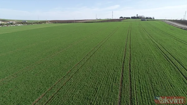 Bakanlık, Farklı İllerde Tespit Edilen 14 Bin Dekar Boş Tarım Arazisini Kiralamaya Açacak. Kiralama Gelirleri, Herhangi Bir Kesinti Yapılmadan Doğrudan Arazi...