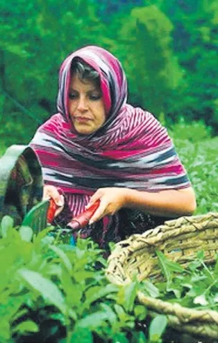 Rize'de 6.900 lira maaşla çay toplayan işçi aranıyor
