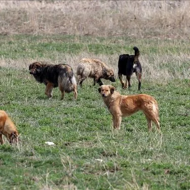 Tarım ve Orman Bakanı İbrahim Yumaklı’dan sokak köpekleri hakkında flaş açıklama: Düzenleme Meclis kapanmadan görüşülür